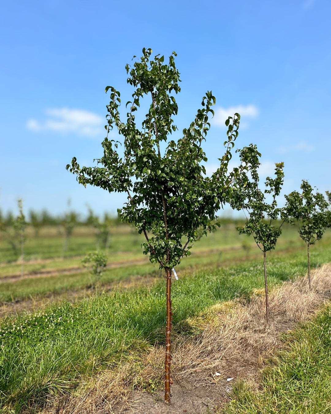 Great Wall Tree Lilac with green leaves and dark cinnamon colored bark, growing at the nursery. 